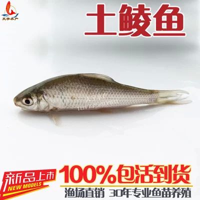 龍魚的拼音怎么拼寫：龍魚的拼音怎么拼 龍魚的拼音怎么拼寫：龍魚的拼音怎么拼 龍魚百科 第1張