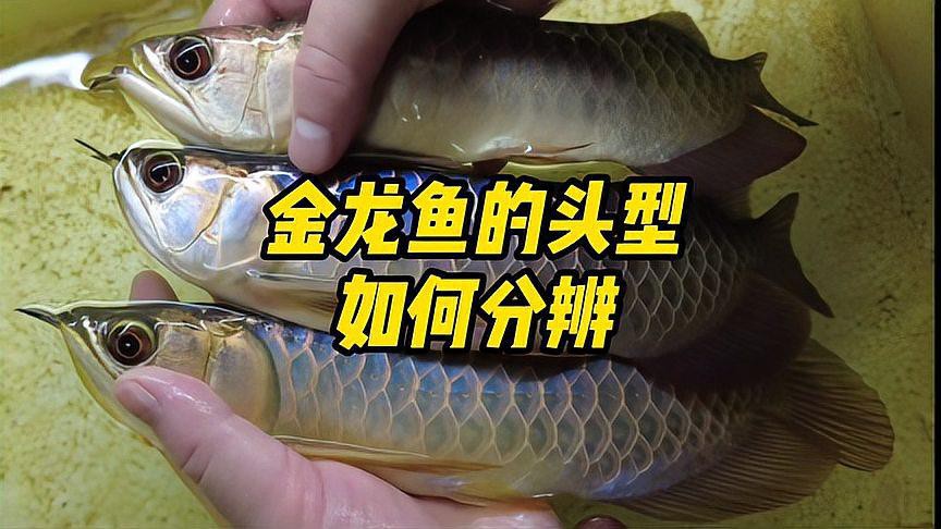 金龍魚頭部 金龍魚頭部 龍魚百科 第8張