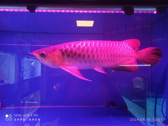 金龍魚頭部 金龍魚頭部 龍魚百科 第6張