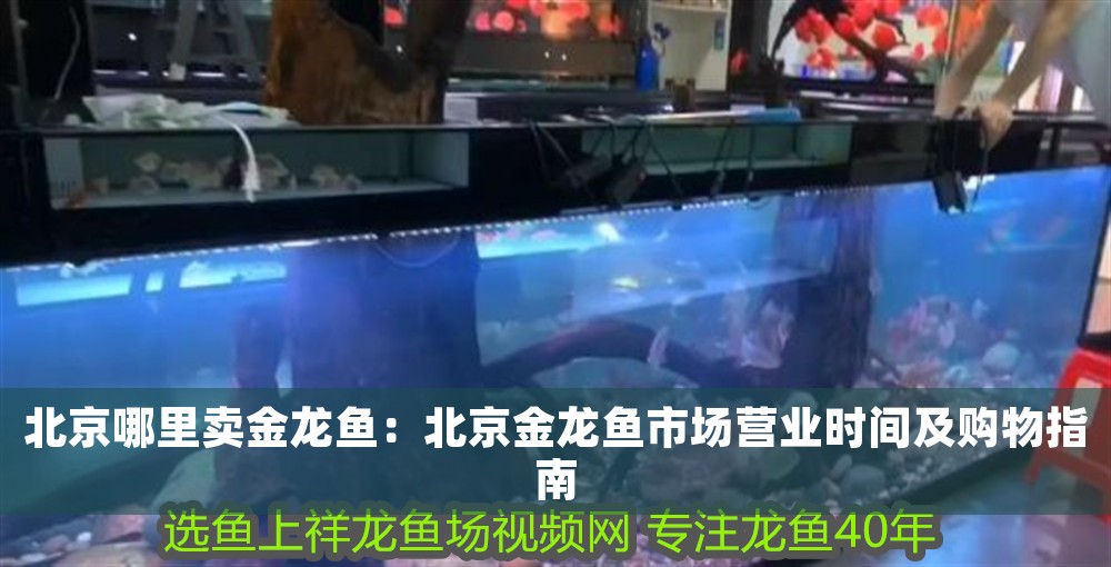 北京哪里賣(mài)金龍魚(yú)：北京金龍魚(yú)市場(chǎng)營(yíng)業(yè)時(shí)間及購(gòu)物指南