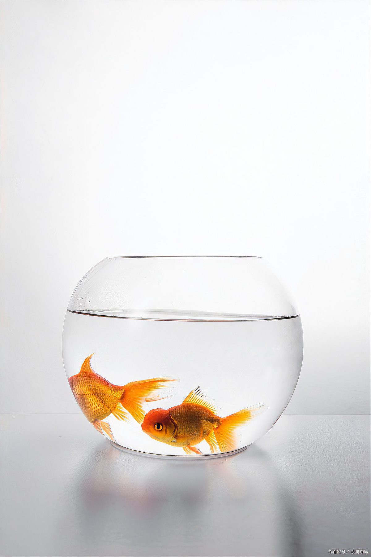 如何預防龍魚浮頭張嘴？