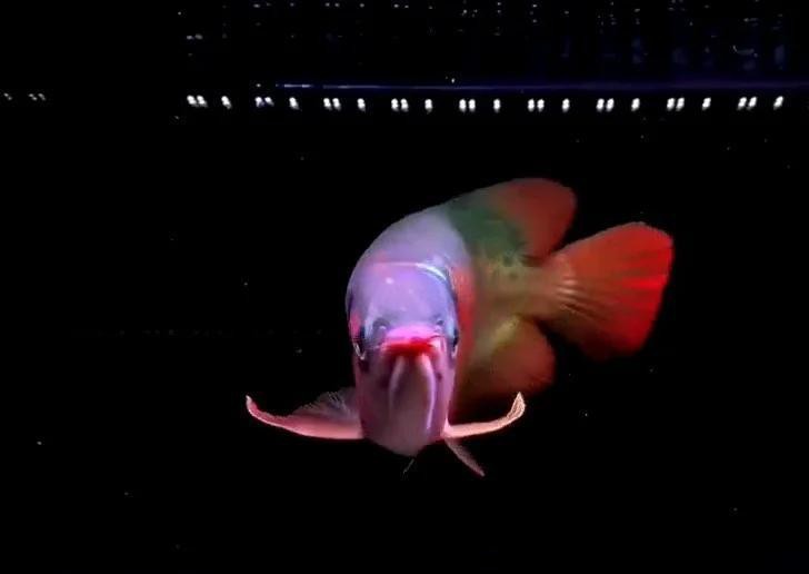 如何預防龍魚浮頭張嘴？