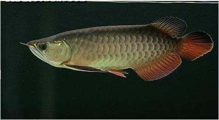 高背龍魚什么意思（觀賞魚之王——龍魚）