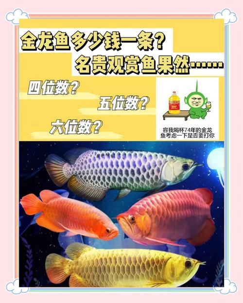 便宜的龍魚多少錢一條啊