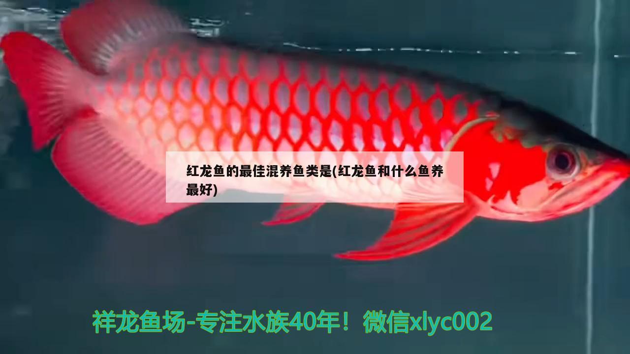 紅龍魚的最佳混養魚類是(紅龍魚和什么魚養最好)