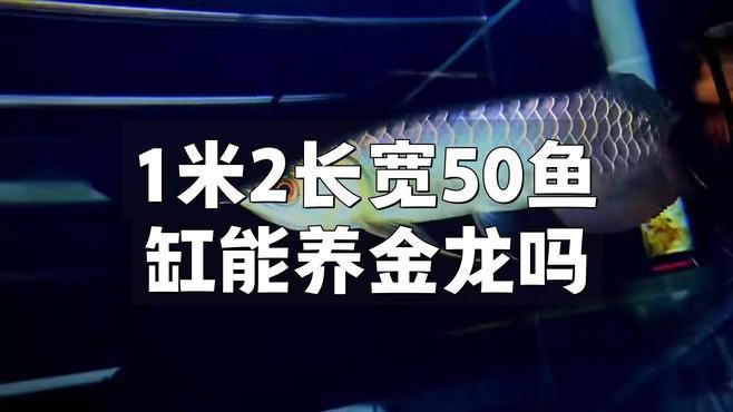 金頭金龍魚需要多大的魚缸