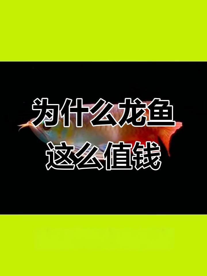 高檔龍魚的價格為什么這么高？