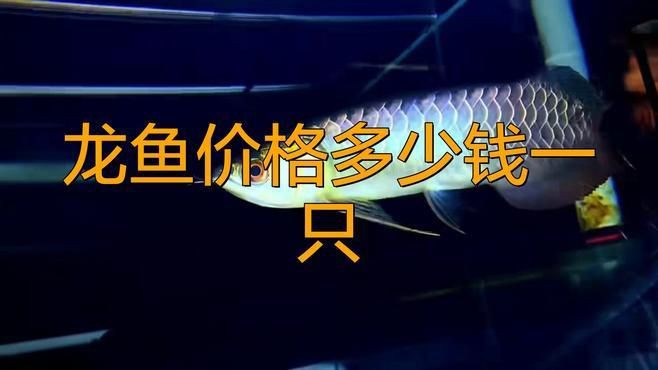 高檔龍魚的價格為什么這么高？