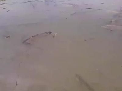 漁村龍魚繁殖場：廣州漁村龍魚繁殖場