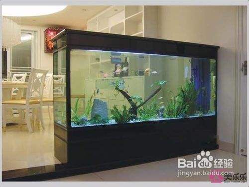 小型魚缸魚屎怎么處理，小型魚缸中魚屎的處理方法 小型魚缸魚屎怎么處理，小型魚缸中魚屎的處理方法 龍魚百科 第1張