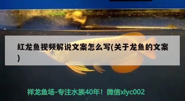 關于紅龍魚的說說短句：紅龍魚風水作用解析,紅龍魚繁殖難度如何