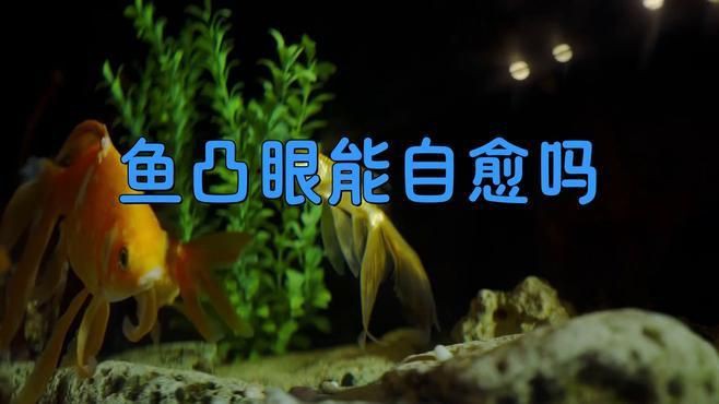 觀賞魚突眼病能自愈嗎？
