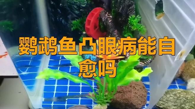 觀賞魚突眼病能自愈嗎？