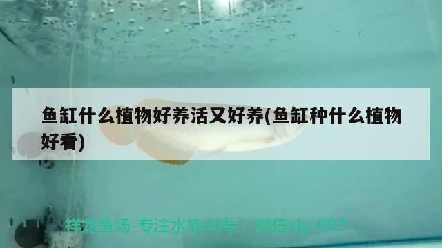 銀龍魚苗缸內植物選擇技巧：銀龍魚苗養殖需要注意水質、投喂、日常管理和繁殖等方面