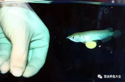 龍魚多久成年生小魚：龍魚成年期和繁殖行為是許多養魚愛好者關心的話題