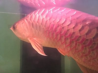 寶石龍魚，寶石龍魚的飼養方式