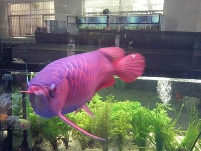 只養一條龍魚孤單嗎：招財龍魚有毒嗎？ 只養一條龍魚孤單嗎：招財龍魚有毒嗎？ 龍魚百科 第1張