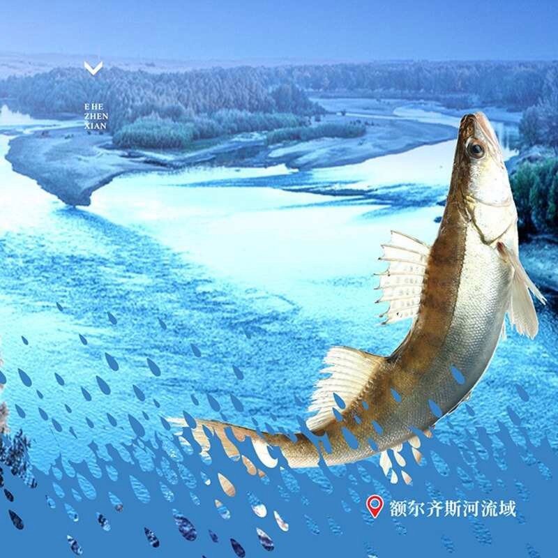 新疆雪龍魚廠家在哪里啊