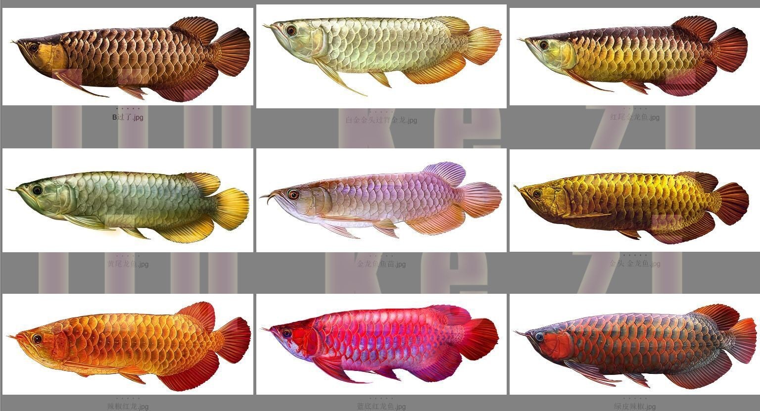 龍魚分級（龍魚分級中的健康標準和方法龍魚分級的標準和方法） 龍魚分級（龍魚分級中的健康標準和方法龍魚分級的標準和方法） 龍魚百科 第4張