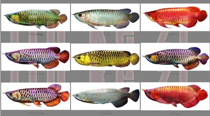 龍魚分級（龍魚分級中的健康標準和方法龍魚分級的標準和方法） 龍魚分級（龍魚分級中的健康標準和方法龍魚分級的標準和方法） 龍魚百科 第5張
