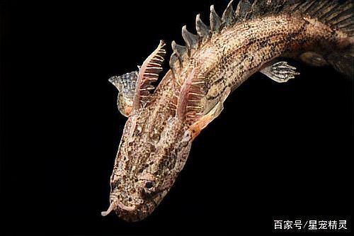 恐龍王魚 恐龍王魚 龍魚百科 第1張