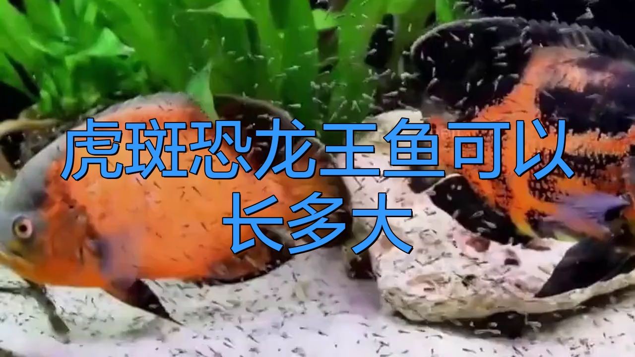 恐龍王魚 恐龍王魚 龍魚百科 第3張