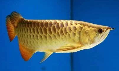 龍魚肚子癟：龍魚肚子癟可能由多種原因引起，