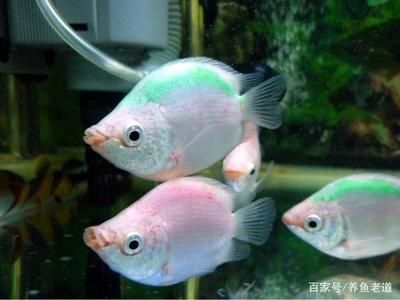 斗魚和曼龍魚怎么區分（斗魚和曼龍魚在多個方面存在明顯的區別）