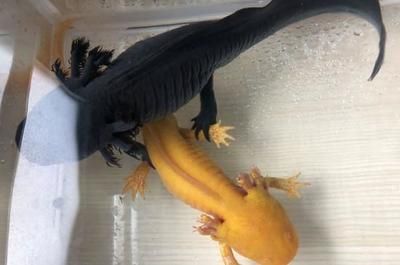 龍魚尾巴起黑斑（龍魚尾巴上出現(xiàn)黑斑可能由多種因素引起）