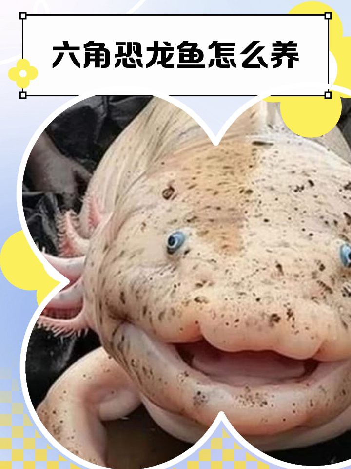 恐龍魚能不能吃橘子 恐龍魚能不能吃橘子 龍魚百科 第3張