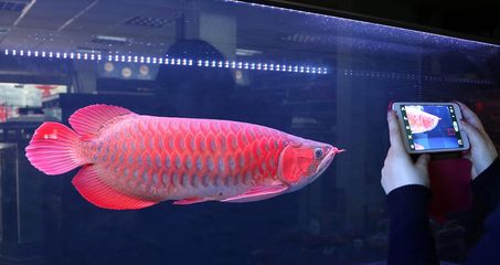 龍魚進(jìn)食視頻教程：關(guān)于龍魚進(jìn)食的視頻教程