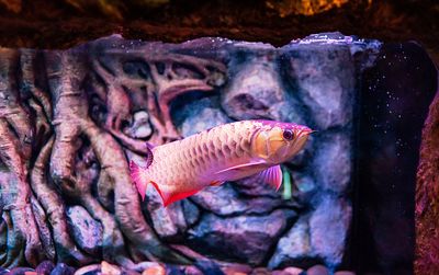 龍魚進(jìn)食視頻教程：關(guān)于龍魚進(jìn)食的視頻教程