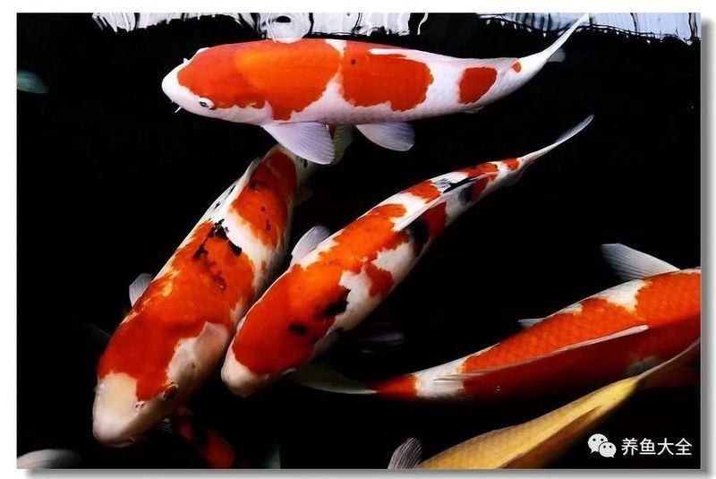 龍魚鎮(zhèn)宅還是龍龜鎮(zhèn)宅好 龍魚鎮(zhèn)宅還是龍龜鎮(zhèn)宅好 龍魚百科 第5張