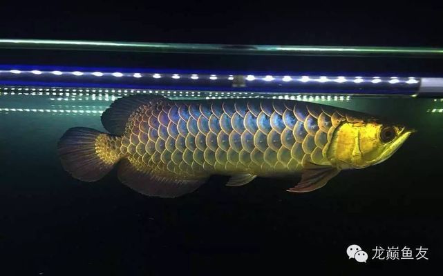 龍魚發色用什么燈最好看視頻：如何選擇合適的水族燈
