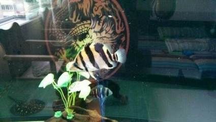 印尼三紋虎混養(yǎng)中如何控制攻擊性：印尼三紋虎混養(yǎng)中如何控制攻擊性進(jìn)行摘要的生成