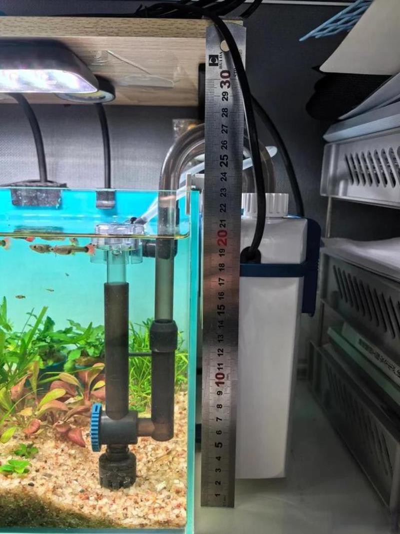 龍魚和貓魚混養需要多大的過濾？