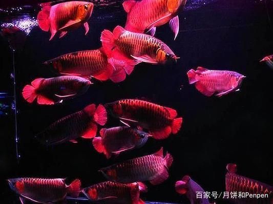 龍魚虎魚羅漢混養：龍魚、虎魚和羅漢魚混養的成功案例