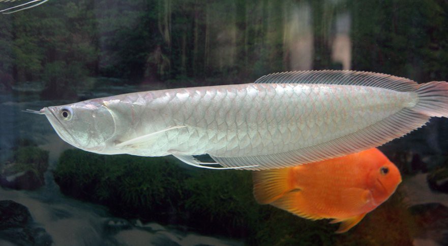 小銀龍魚水溫多少合適釣魚呢