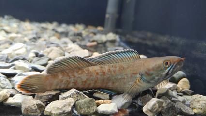 雷龍魚怎樣訓(xùn)練吃飼料視頻：如何訓(xùn)練雷龍魚吃飼料