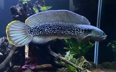雷龍魚怎樣訓練吃飼料視頻：如何訓練雷龍魚吃飼料