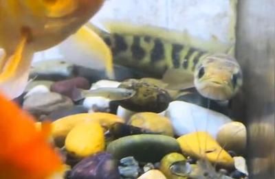 雷龍魚怎樣訓(xùn)練吃飼料視頻：如何訓(xùn)練雷龍魚吃飼料