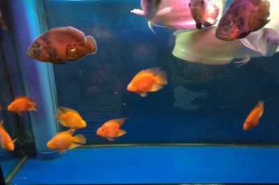 龍魚(yú)與鸚鵡魚(yú)混養(yǎng)：龍魚(yú)與鸚鵡魚(yú)混養(yǎng)的日常管理， 龍魚(yú)與鸚鵡魚(yú)混養(yǎng)：龍魚(yú)與鸚鵡魚(yú)混養(yǎng)的日常管理， 龍魚(yú)百科 第3張