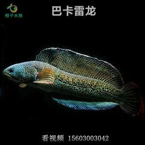 巴卡雷龍多少錢：巴卡雷龍養殖注意事項巴卡雷龍的養殖注意事項