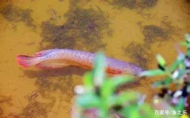 龍魚狀態好,不怎么吃食：龍魚狀態良好不怎么吃食時 龍魚狀態好,不怎么吃食：龍魚狀態良好不怎么吃食時 龍魚百科 第2張