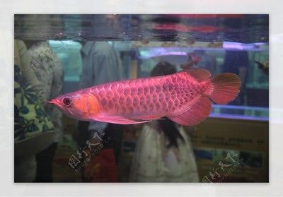 紅龍魚的照片（【紅龍魚】紅龍魚圖片大全）
