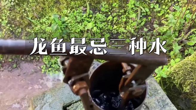 用自來水養(yǎng)龍魚需要處理嗎？