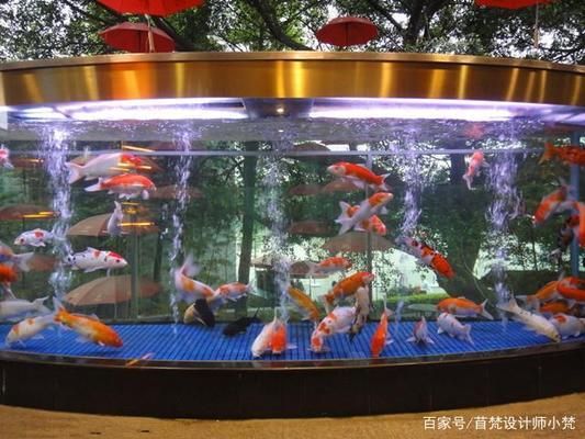 廣州花鳥市場金龍魚在哪里