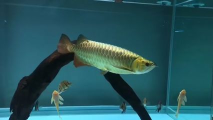 潮汕金龍魚是什么魚（關(guān)于“潮汕金龍魚”的問題） 潮汕金龍魚是什么魚（關(guān)于“潮汕金龍魚”的問題） 龍魚百科 第3張