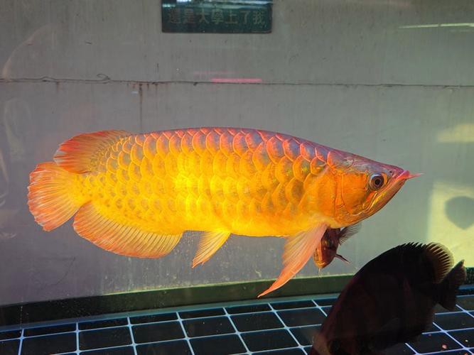 紅龍魚是馬來西亞的好還是印尼的好呢圖片