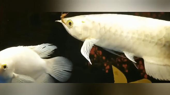 紅金龍魚多少錢一包啊